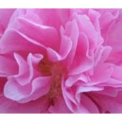 Suzanne Shoger's photo