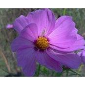 Sarah Perera's photo