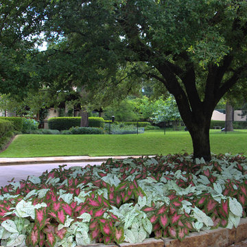Caladium Explosion 77019