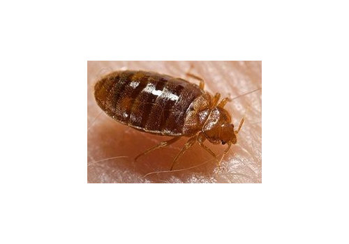 Have you ever dealt with Bed Bugs?