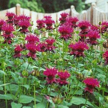 Garden Plants