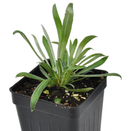 Leontopodium alpinum, Alpine - Edelweiss