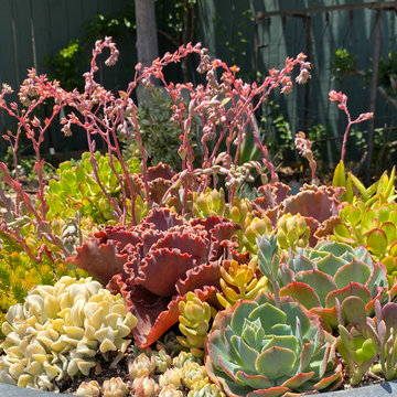 Succulent pots & walls