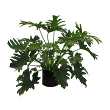 plants