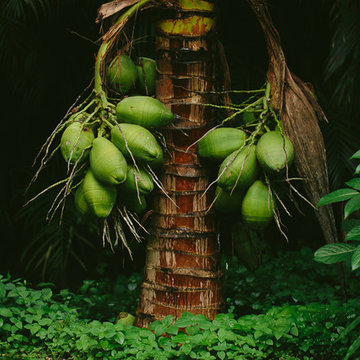 South Florida Rainforest