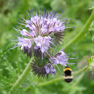 Phacelia Tanacetifolia Attracting a Bumblebee