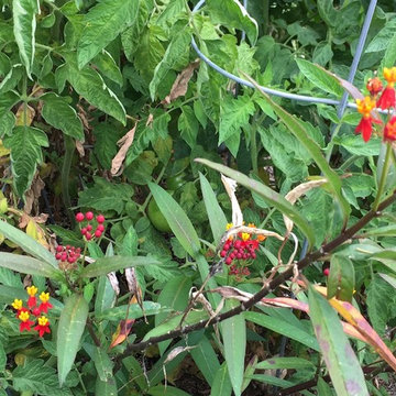 Mar Vista Magic Tropical Butterfly weed with hidden tomotoes.