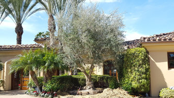 RSF Olive Trees