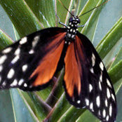 Michael Bish's photo