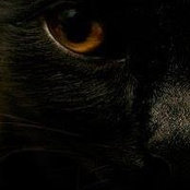 Mushy Katze's photo