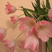 Terry Schmid's photo