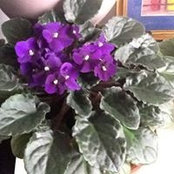 Carla Bonner's photo