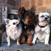 Vicki McVean's photo