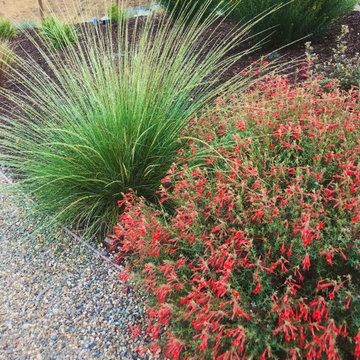 Incredible Award winning Lafeyette Garden
