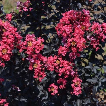 'Midnight Magic' Crape Myrtle