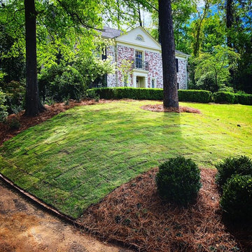 Front Yard Update/Mass Camellia Planting/Sod