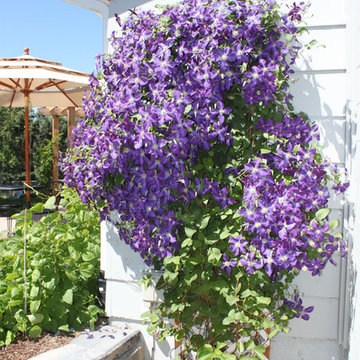 Lakewood Xeriscape