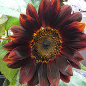 Liz Bryde's photo