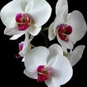 Corina Gomez's photo