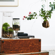 terrarium