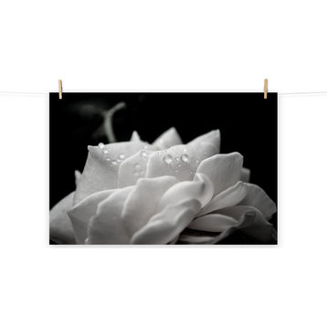 Delicate Rose Black & White Nature Photo Floral Unframed Wall Art Print, 24" X 36"