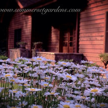 Perennials
