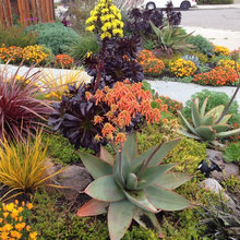 Drought Tolerant Garden