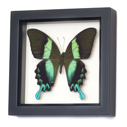 Framed Butterfly Displays - Products