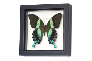 Framed Butterfly Displays