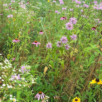 Fall Meadow