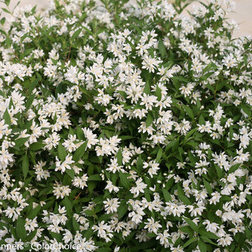 2014 flowers and foliage