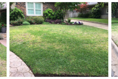 Take-All Root Rot: A Lawn Repair Study