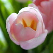 Lynette Whitmans foto