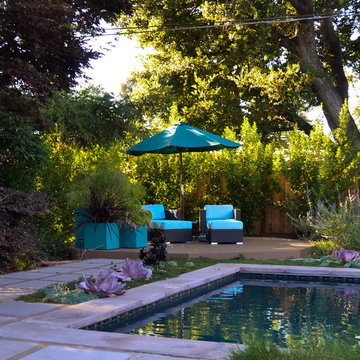 Geometry Overgrown: a Modern Pool & Landscape