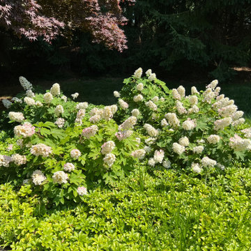 Native Plant Transformation of a HOA restricted landscape