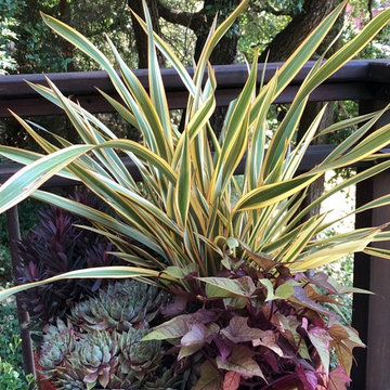 Container Plantings