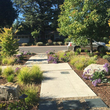Front Lawn Removal - Los Altos