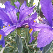 irisblue4u's photo