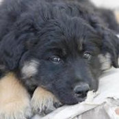 Regina Forshee-Bedke's photo