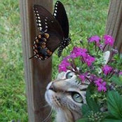 Laura Allen's photo