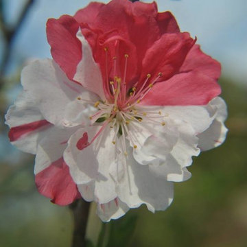 The Garden Center