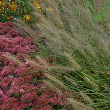 Sedum