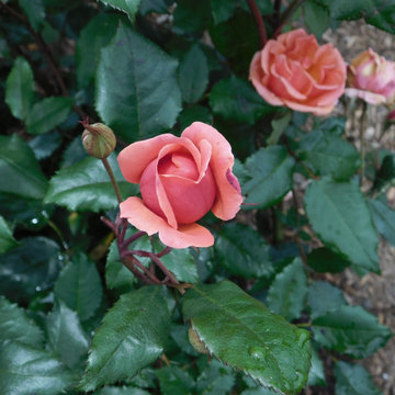 Gardens on Cape Cod