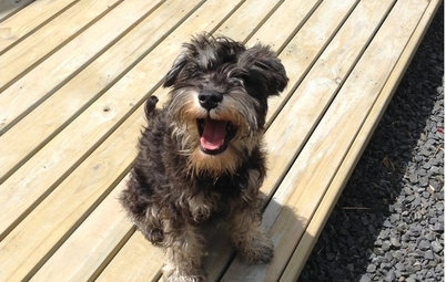 30 Pawfully Cute Dogs Lapping Up the Aussie Sun