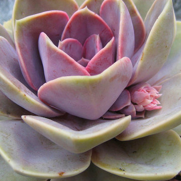 Pasadena garden