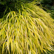 Landscape Ideas