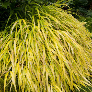 Great Plant Combinations
