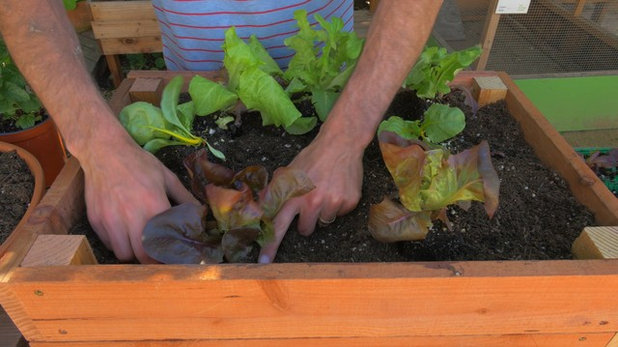 Houzz TV: How to Plant a Veggie Box