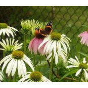 Joan Pearson's photo