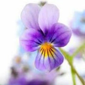 Flora Khanさんの写真